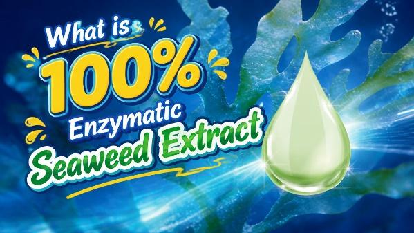 Your Trusted Source for Premium Seaweed Extract: Discover Our Reliable Supplier Difference